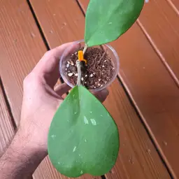 Hoya kerrii AKH-Seedgrown