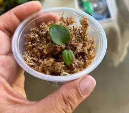 2-leaf sprout | HU/KOS Direct From Mr. HU