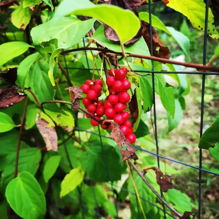 Schisandra Tincture 9oz