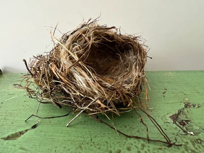 Small Natural Birds Nest- Abandoned by South Carolina Bird. Natural Home Decor #1