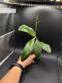 Hoya Callistophylla ‘Black Cat’