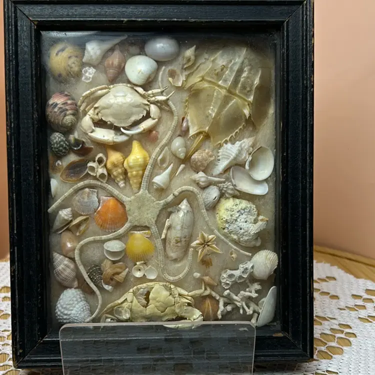 Very Old Framed Shells And Other Sea Creatures