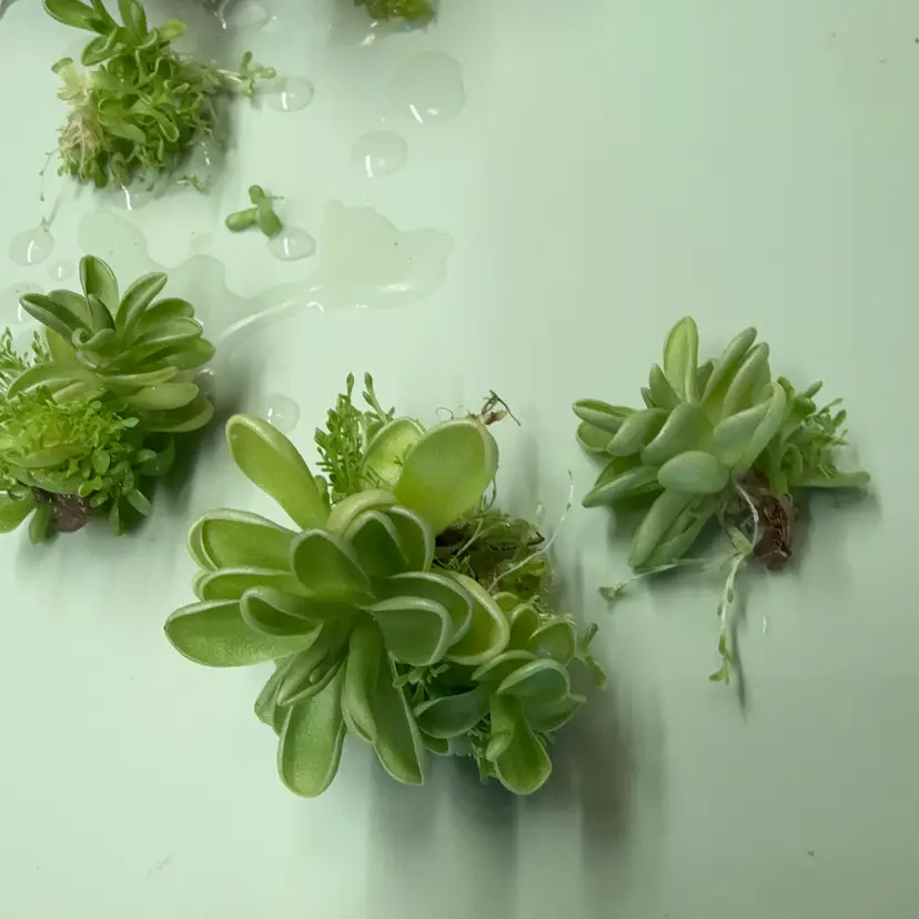 Pinguicula YUCCA DO 1713 - TC SMALL