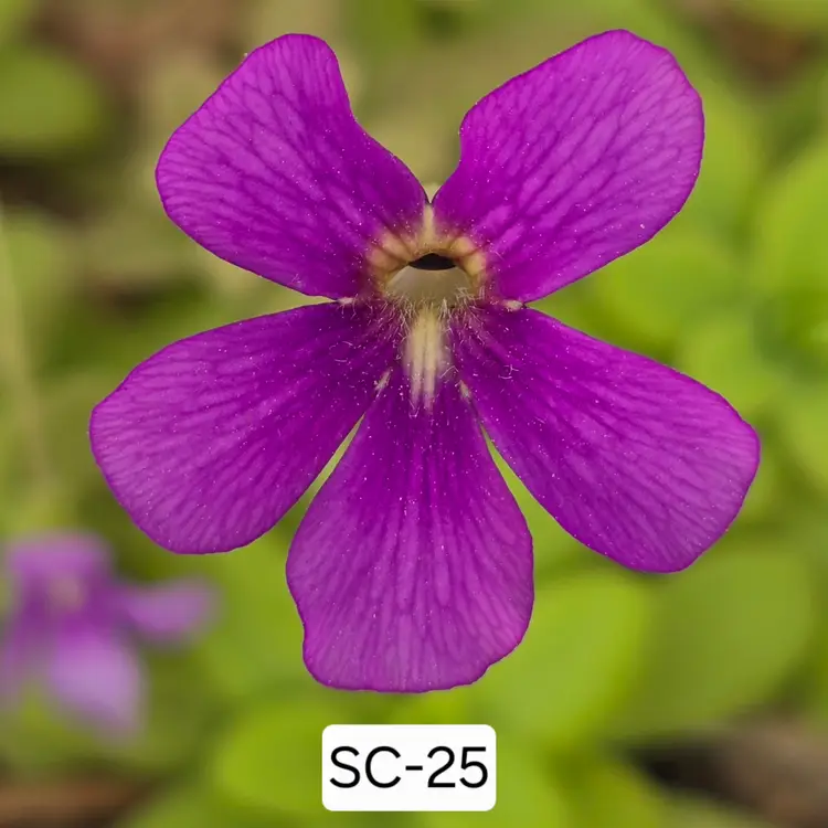 SC-25 Pinguicula gigantea "Red Salmon" x moranensis (Chichicastenago)
