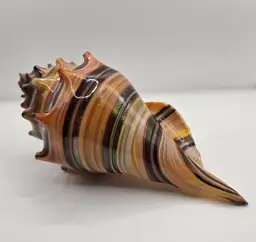 Beautiful Cased Glass/Art Glass Striped Conch Seashell (#2 Dark). 7.5" x 3.25" Paperweight