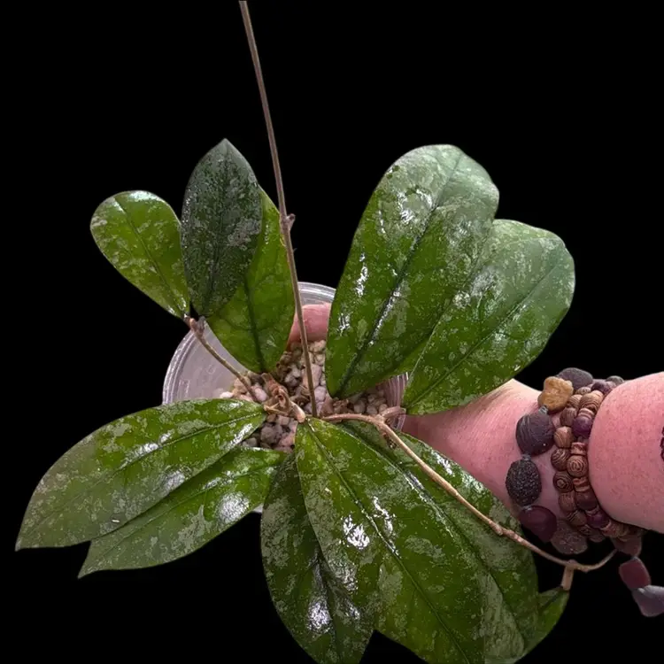 011-Hoya SLM04 clone 2 aff lambii solash mom size