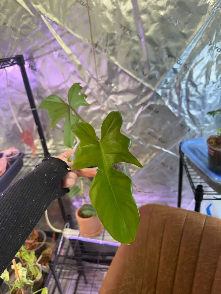 Flobe X Mayoi Reverted?