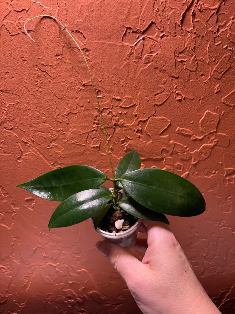 Hoya ischnopus (Sulawesi)