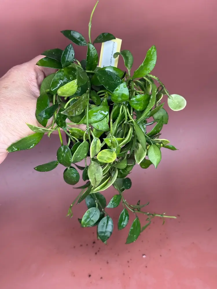 Khroniana super silver OP