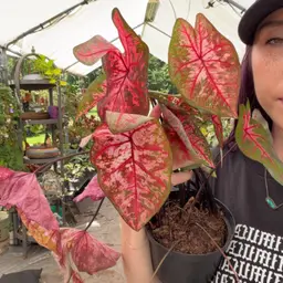 Caladium