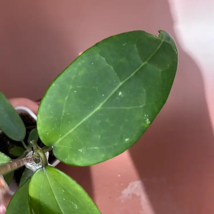 #3628 RHM2536-JLC5
 (Verticillata EPC145 Spoon Leaf x unk)