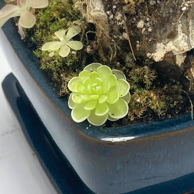 Pinguicula Esseriana Giant - Tissue Culture Small