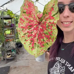 26 A Caladium Raspberry Moon