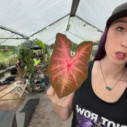 13b Caladium