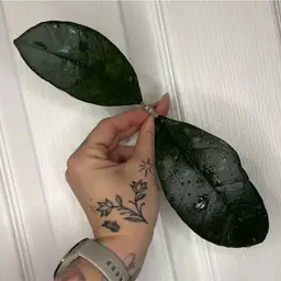 Hoya findlaysonii (round leaf)