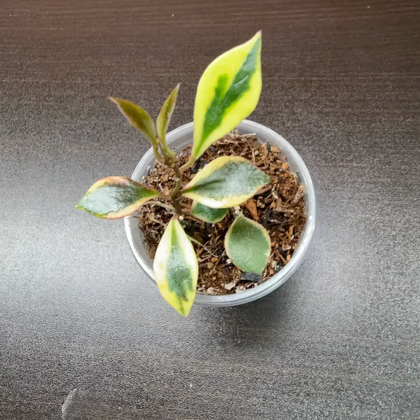 083 bakoensis outer var