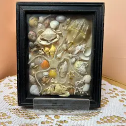 Very Old Framed Shells And Other Sea Creatures