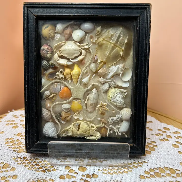 Very Old Framed Shells And Other Sea Creatures