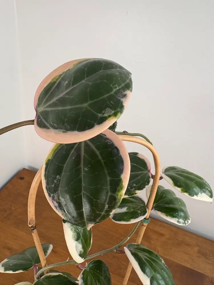 Hoya latifolia ‘outer variegated’ *SOLD*