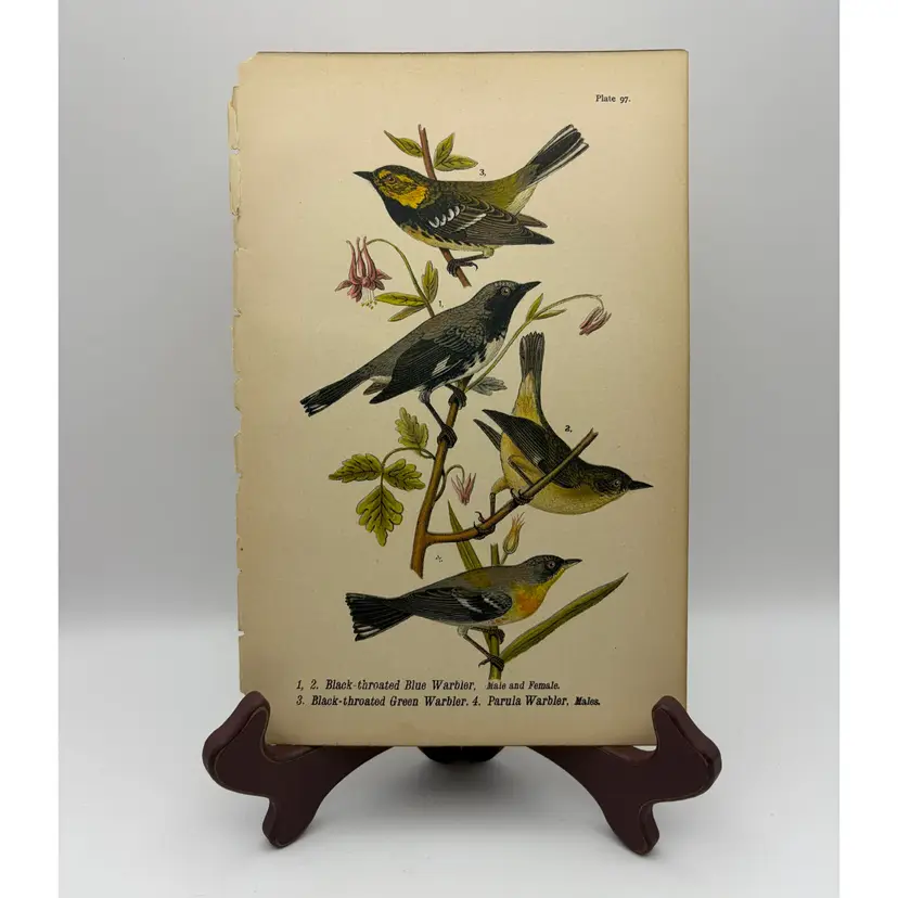 “Black-throated Blue/Green Warbler/Parula Warbler, Male/Female, c.1890, Color Plate Engraving, Plate 97, From An Antique Book