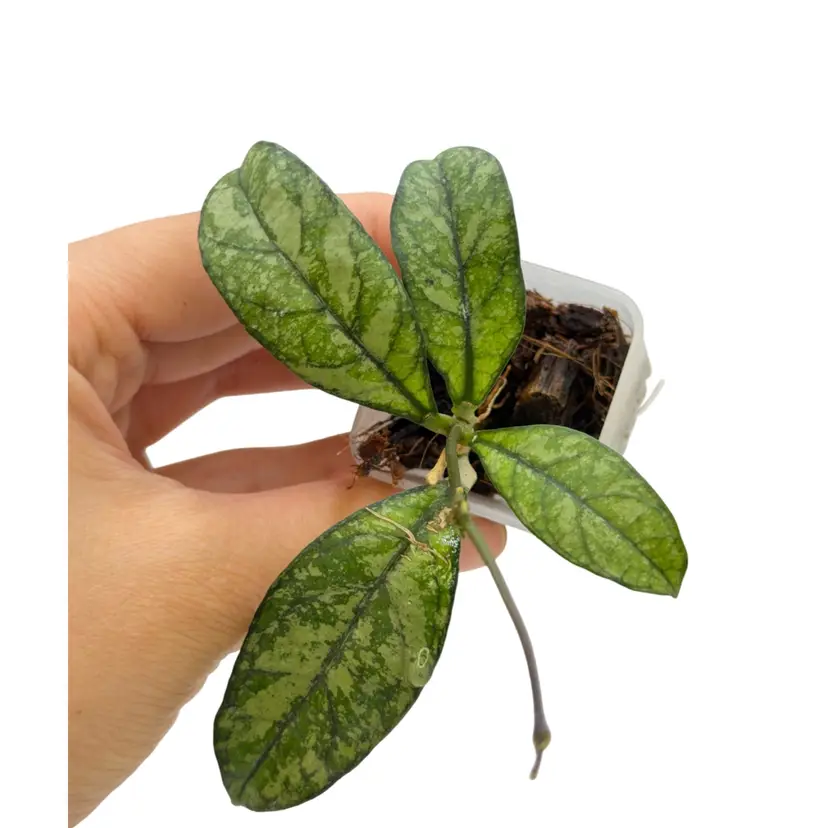 Hoya Crassipetiolata Splash