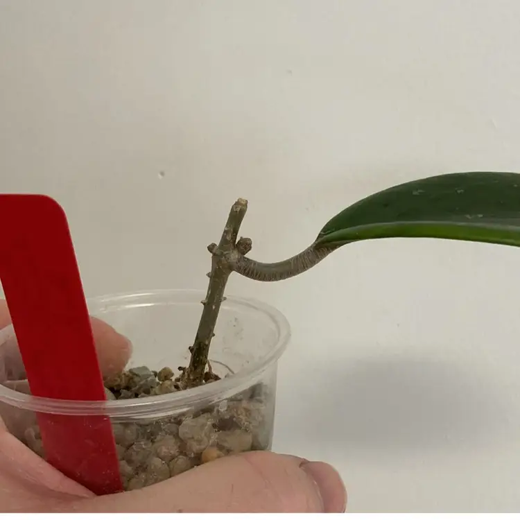 Hoya JS001 ‘Red Velvet’