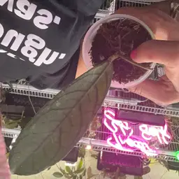 #1037 Hoya sp. Tanggamus (long leaf)