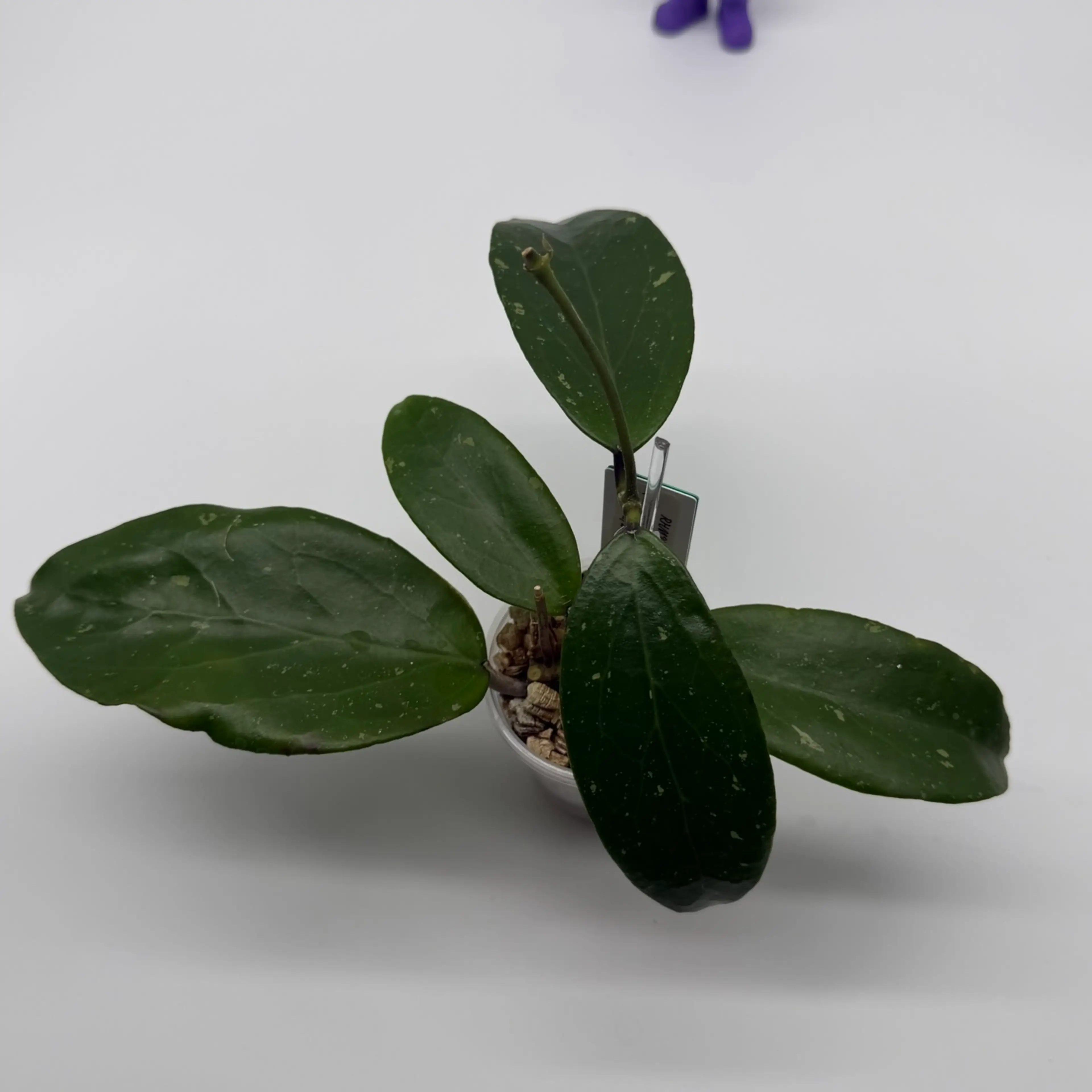 Image 3 of 6