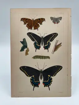 Plate IV - Original Steel Plate Colored Book Page Print, 1862, Insects