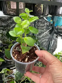 3531 Lipstick Plant “Mona Lisa”