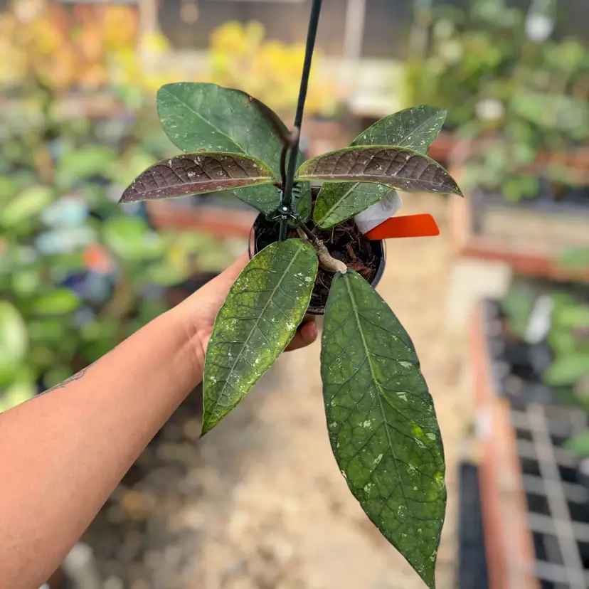 PS0520 - Hoya sp. (Aceh, No.4)