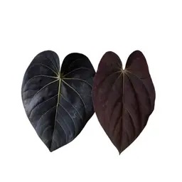 (Carla x Pap) F2 Noire x Scott Cohen Antolakii