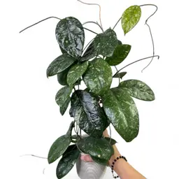 CUTTING sp. Lai Chau