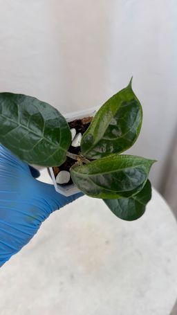 Hoya verticillata sp. Tanggamus (Albomarginata) - 3 inch pot
