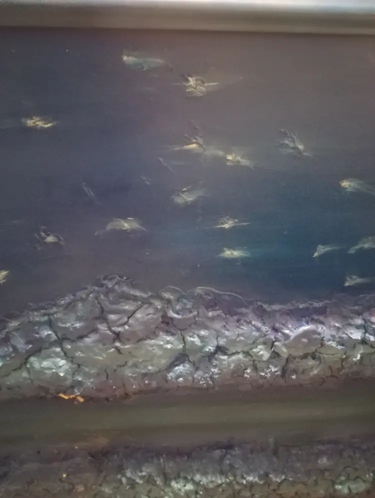 Moonrock, Shooting Star