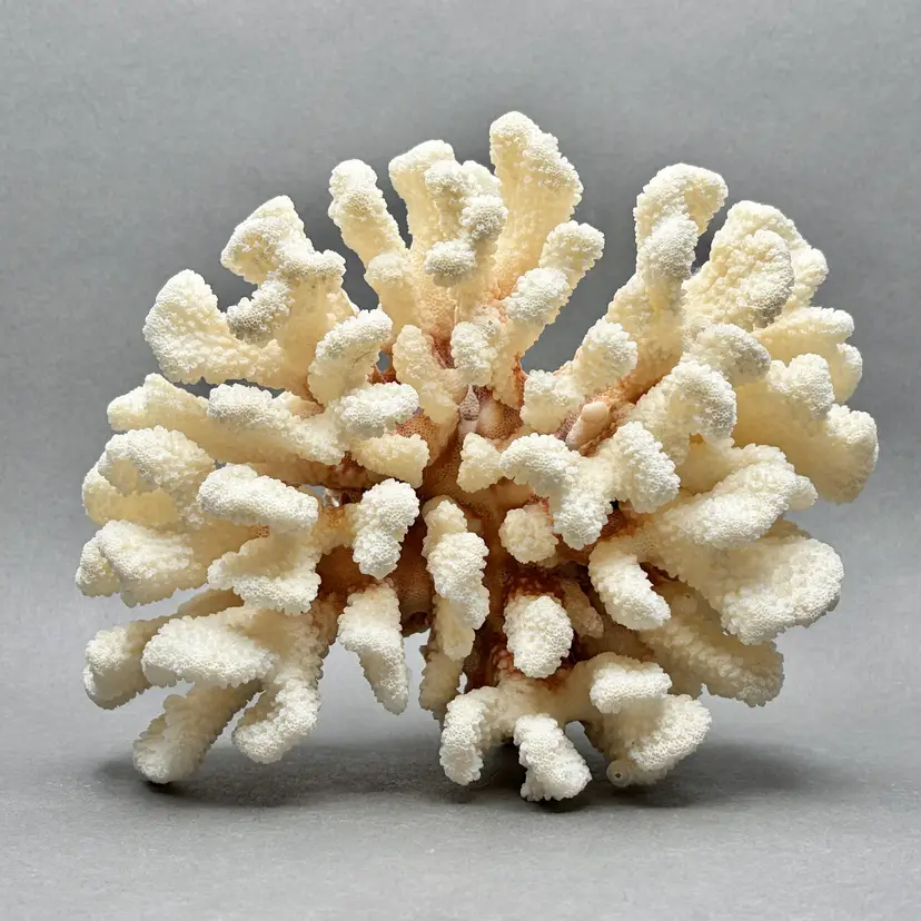 Vintage White Cauliflower Coral Specimen (Pocillopora Verrucosa)