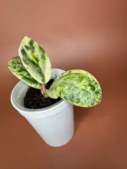 #3625 Hoya Madera Snow Angel 👼