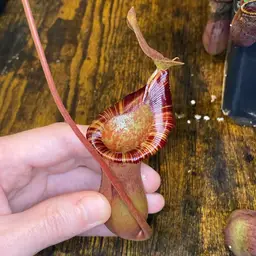 Nepenthes ‘The Succubus’