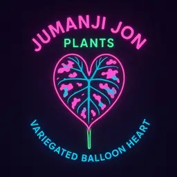D4 Alocasia Pink Balloon 🎈 Heart TC
