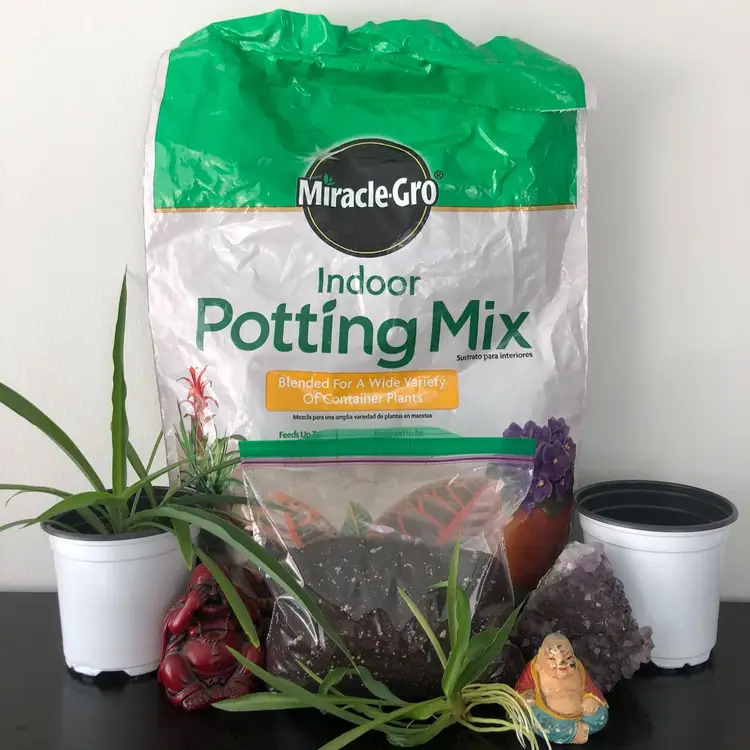 Spider Plant Grow Kit