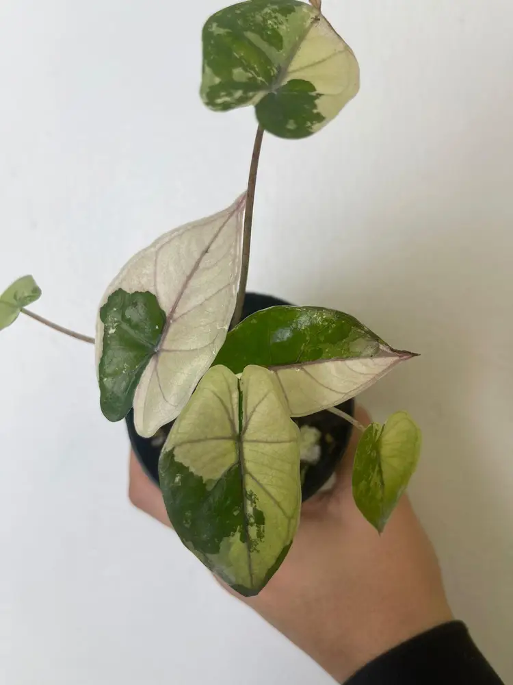 Alocasia Yucatán princess 3”