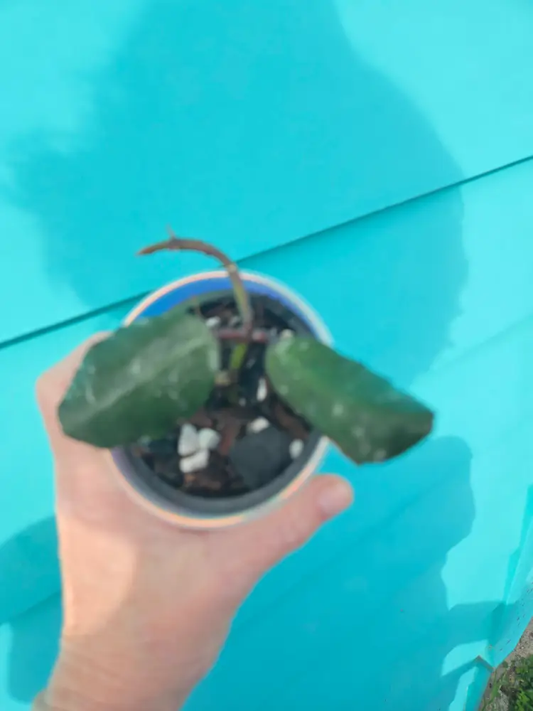 Hoya Waymaniae Borneo