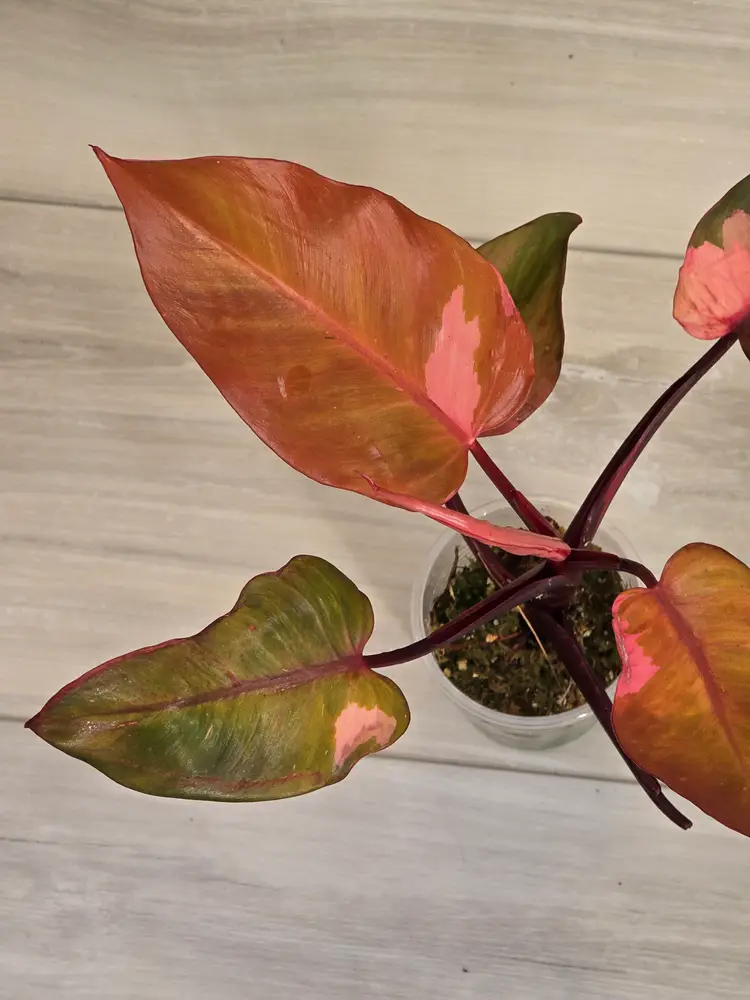 Philodendron Persimmon Princess
