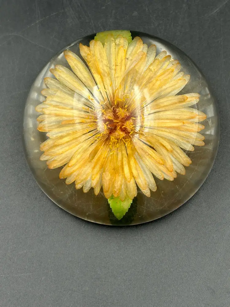 Vintage Dried Flower , Lucite Acrylic Dome Paperweight, Mum And Leaves