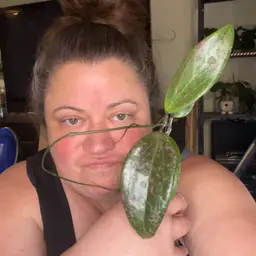 Hoya verticillata (fka wibergiae)