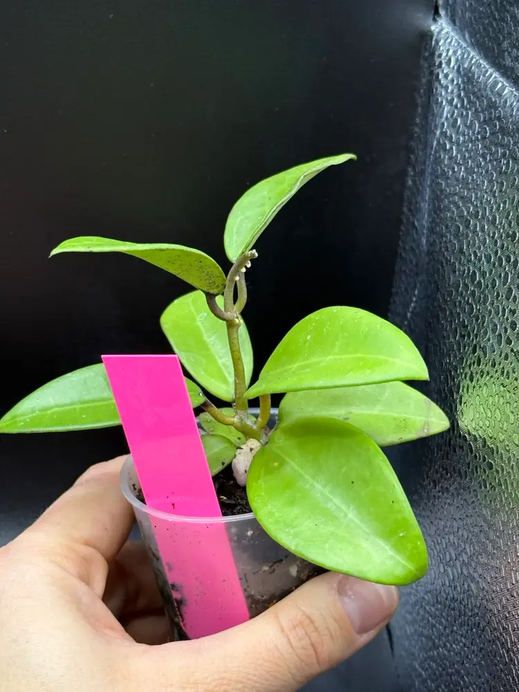 **SEEDLING** Hoya RHM2507 KZ-11 (AH Black Tiger x Unk)