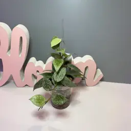 78 Lacunosa ‘sp Cimanggu Indonesia’