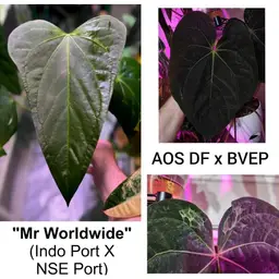A. Mr WW X (AOS DF x BVEP) larger