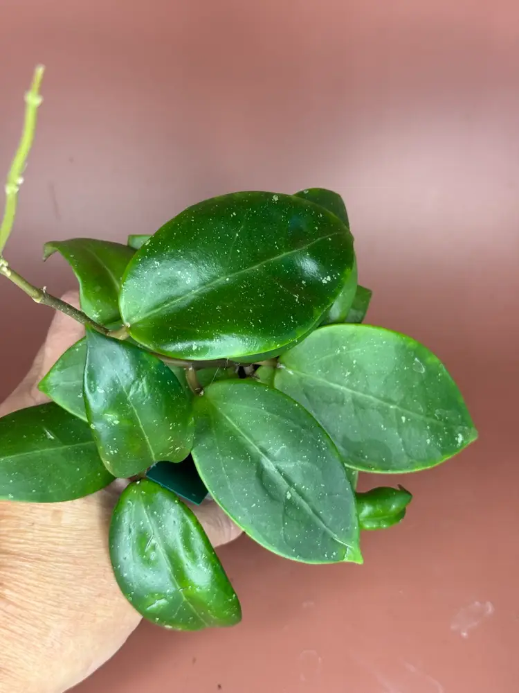 #3675 Hoya RHM2503-JLC1
Nap017 x unk