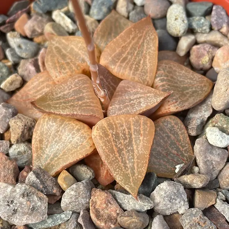 Haworthia Picta Hyb.